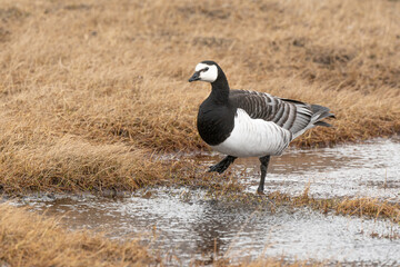Bernache nonnette, Branta leucopsis, Barnacle Goose, Longyearbyen, Spitzberg, Svalbard, Norvège