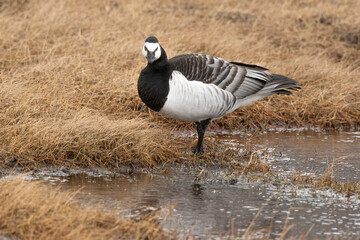Bernache nonnette, Branta leucopsis, Barnacle Goose, Longyearbyen, Spitzberg, Svalbard, Norvège