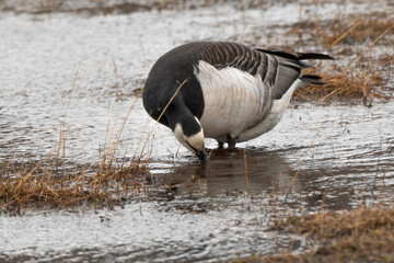 Bernache nonnette, Branta leucopsis, Barnacle Goose, Longyearbyen, Spitzberg, Svalbard, Norv&egrave;ge