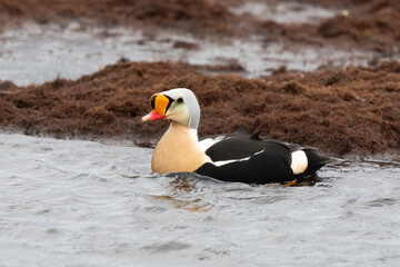 Eider à tête grise, mâle,Somateria spectabilis, King Eider