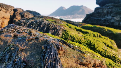 Beach boulders covered with seaweed © Gary