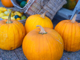 Ripe pumpkins at the end of the season. Agriculture and vegetable growing. Food production. Halloween pumpkins. Autumn time. Vegetables as a background. Natural image.