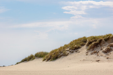 Typical summer landscape in north sea under blue sky, Beach and european marram grass on sand dunes, Texel is one of the Dutch Wadden Islands off the coast of the Netherlands, Noord Holland province.