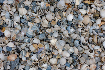Top view of multi colourful of sea shells on the beach, Selective focus of mix small seashell on the sand, Abstract nature texture background.