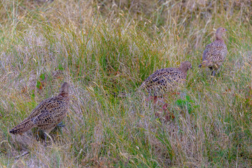 Selective focus of three young pheasants its natural habitat, Females are brown with paler scaling on the upper parts buff or cinnamon underparts with black spotting on the sides, Phasianus colchicus.