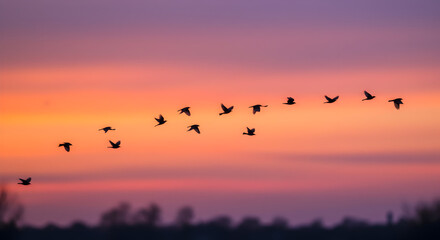 Obraz premium Birds Flying in Formation at Colorful Sunset Sky