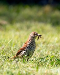 Brown thrasher bird with a worm on the grass.