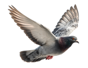 Pigeon flying, isolated on a transparent background, PNG