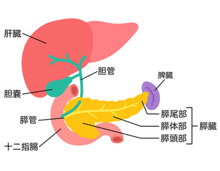 肝臓　胆嚢　膵臓　十二指腸　脾臓　臓器の構造