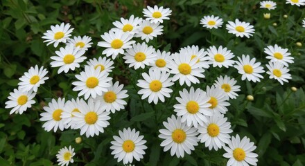Fototapeta premium Daisy Delight A Field of Blooms with Sunshine Centers.