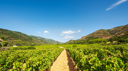 Overview of the rows of a vineyard cultivated on the plain between the mountains and the hills, under a spectacular blue sky. Sardinia, Italy. Traditional agriculture. © francescomou