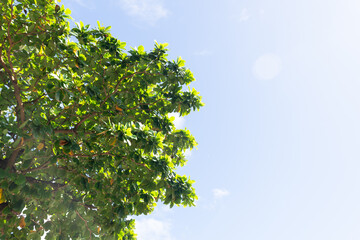 Close-up of green plants and leaves against a blue sky. Sunny day. Botany.