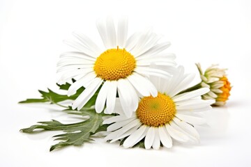 Obraz premium Daisy flower plant petal.