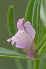 Closeup on the fragile light pink flowering weasel's snout wildflower, Misopates orontium