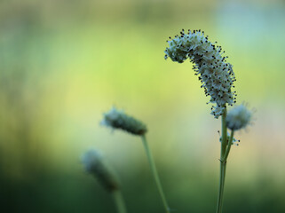 猛暑の8月に咲いたナガボノシロワレモコウの白い花