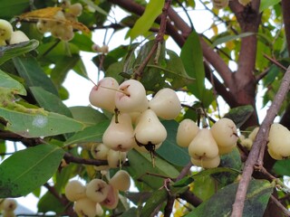 white rose Apple on the tree