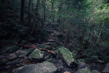 World Heritage, Shiratani Unsuikyo Gorge Scenic Area, Yakushima, Kagoshima Prefecture, Japan