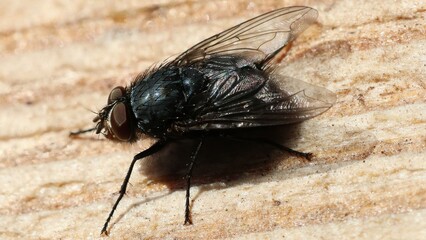 Fototapeta premium Common housefly on a wooden surface