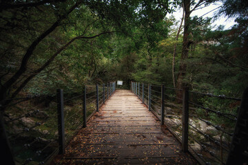 World Heritage, Shiratani Unsuikyo Gorge Scenic Area, Yakushima, Kagoshima Prefecture, Japan