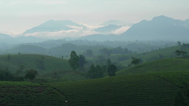 Beautiful landscape of Long Coc tea plantation fields with low clouds by the mountains in Vietnam.
