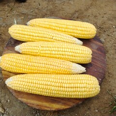 Fresh Sweet Corn Cobs on Wooden Board