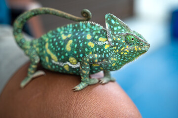 Unknown man playing with multicolored Chameleon household exotic pets