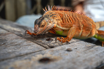Close up red iguana lizard walking, exotic pet concept