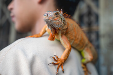 Close up red iguana crawling on pet lover shoulder, exotic pet concept