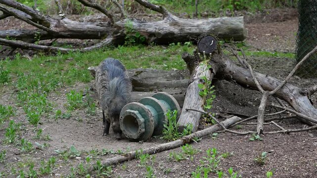 The Visayan warty pig, Sus cebifrons is a critically endangered species in the pig genus Sus. It is endemic to six of the Visayan Islands in the central Philippines.