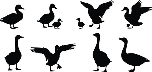 Duck and goose silhouettes, black bird shapes, walking geese, flying ducks, wildlife icons, animal poses, vector birds, nature illustration