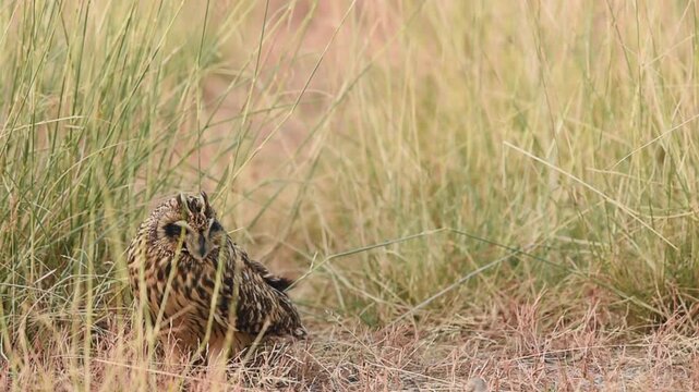 full shot of wild short eared owl or Asio flammeus bird closeup or portrait perched on ground in grassland region of forest during jungle safari in national park of india