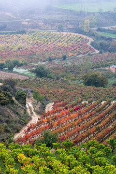 Aerial view of autumn vineyards in La Rioja, Spain, mist covering the valley and rows of grapevines, illustrating viticulture scale, regional heritage, and the beauty of Rioja wine landscapes in