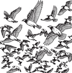 Collection of detailed black and white bird illustrations in flight and perched