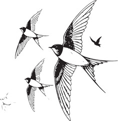 Three Swallows in Flight Black and White Illustration