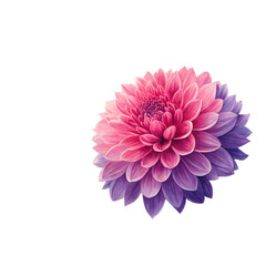 pink dahlia isolated on white