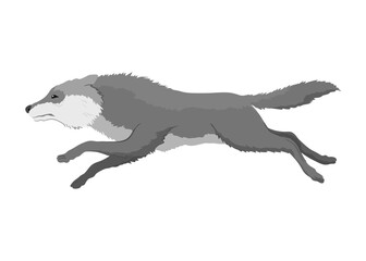 Gray wolf. A predatory beast. Wild forest animal. Vector hand drawn vintage old sketch for stamp, t-shirt or typography or badge