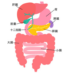 消化器系　肝臓　胆嚢　膵臓　胃　十二指腸　臓器の構造