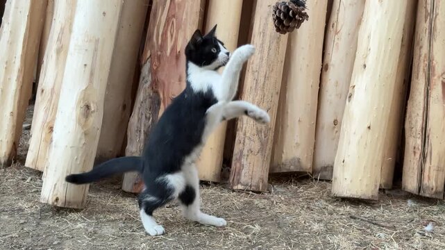 kitten's reflexes, speed, active life