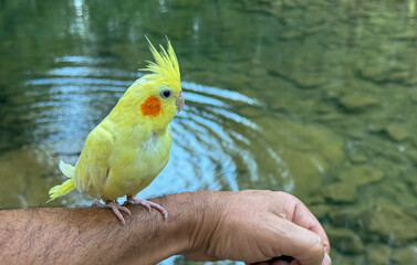 The happiness and peace of the yellow parrot in nature