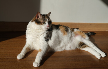 beautiful cute cat lying and sunbathing