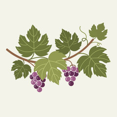 Fototapeta premium Grapevine branch with green leaves and purple grapes.