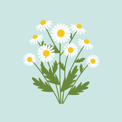 A bouquet of white daisies with green leaves on a light blue background.