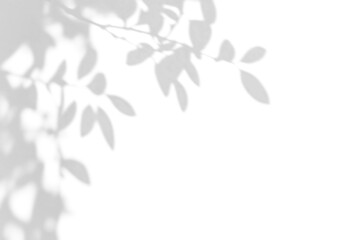 shadow overlay effect of natural tree leaves shadow over on white wall background,realistic summer sunlight abstract shadow overlay