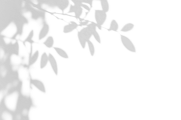 shadow overlay effect of natural tree leaves shadow over on white wall background,realistic summer sunlight abstract shadow overlay