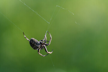 Close-Up of a Cross Spider in Its Web.