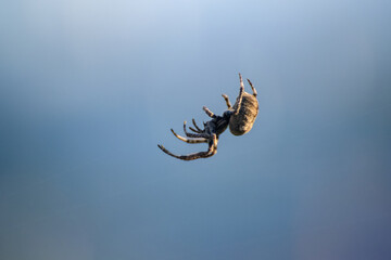 Close-Up of a Cross Spider in Its Web.
