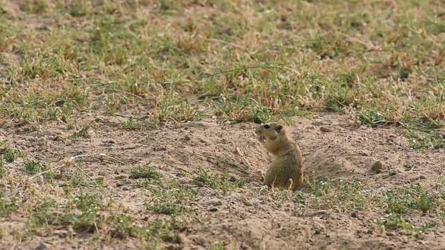 full shot of Indian desert jird or gerbil or Meriones hurrianae in action feeding grass with hands standing on his burrows at desert national park forest jaisalmer rajasthan india asia