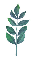 Watercolor branch with leaves. Branch with greenery in blue-green color. Autumn atmosphere.