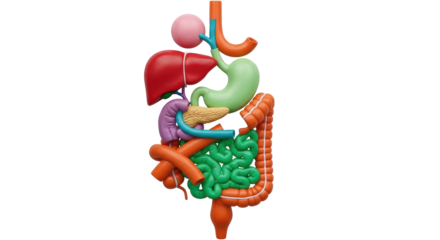 Isolated Human Digestive System
