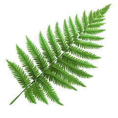 fern leaf, clip art style, white background, high
